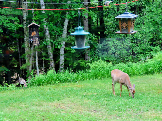 Behind the Studio Window: Where Art, Faith, and Nature Meet